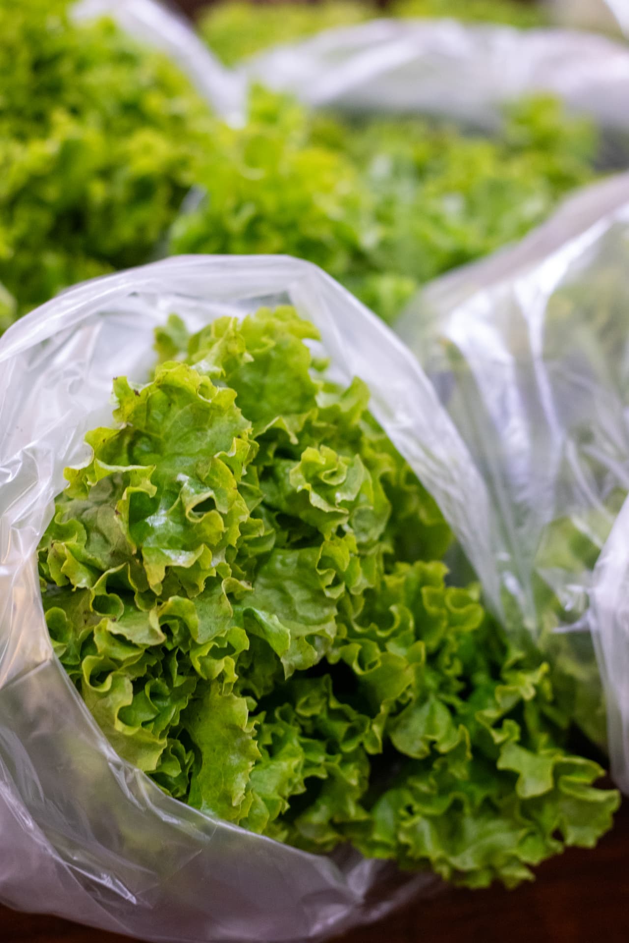 Bolsas de lechuga fresca recién cosechada