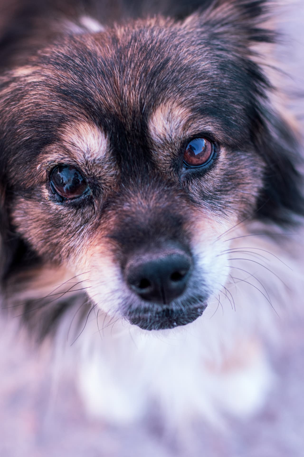 Retrato cercano de un perro de pelo largo