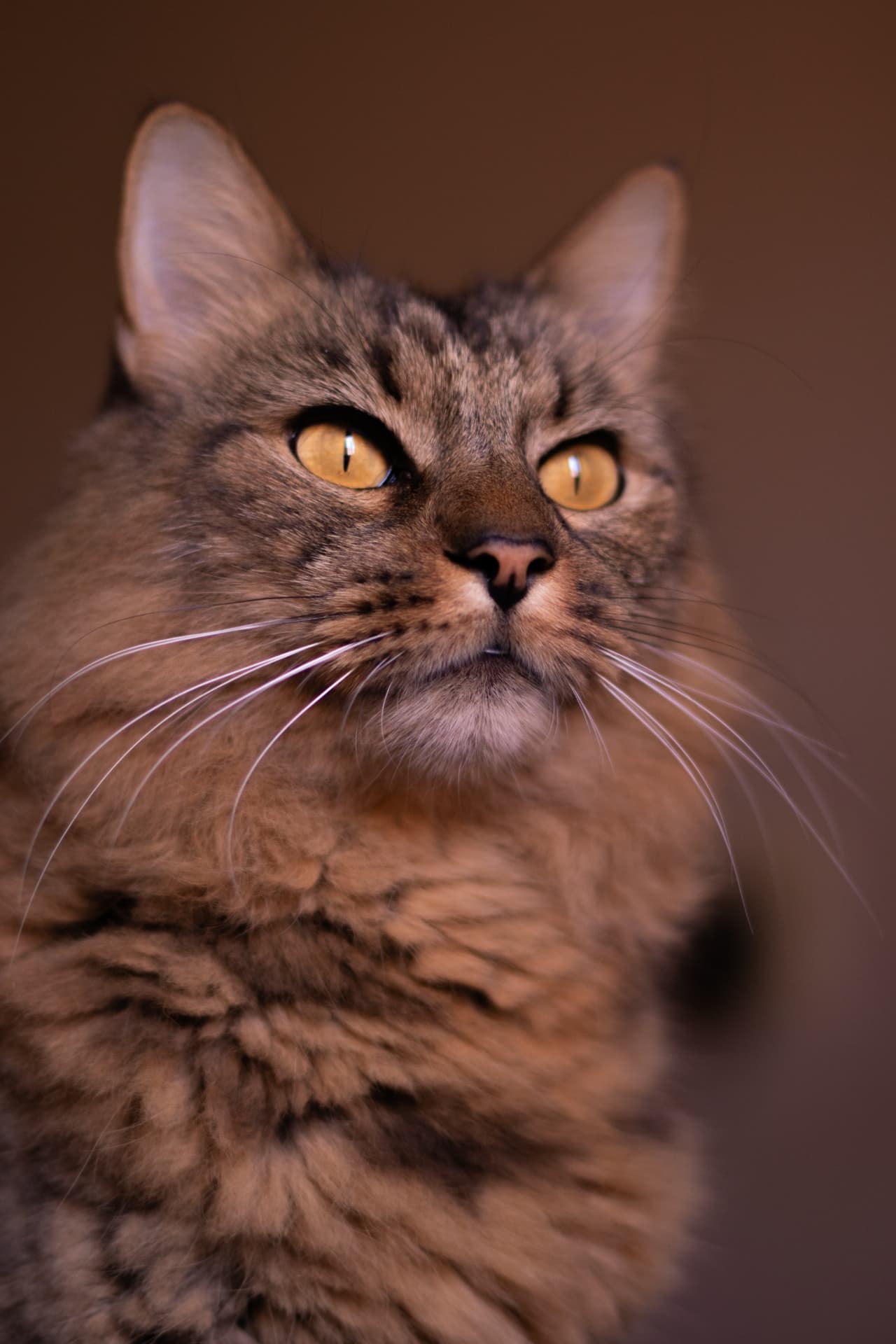 Retrato de un gato atigrado de pelo largo